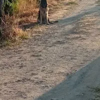 سگ ژرمن شپرد ماده