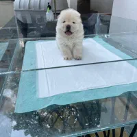 چاوچاو چمپیون|سگ|تهران, زعفرانیه|دیوار