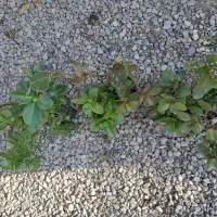 گل قاشقی و شمعدونی|گل و گیاه طبیعی|فاضل آباد, |دیوار