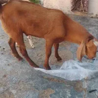 بز نر پرگوشت چاق