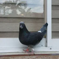 فروشی کبوتر