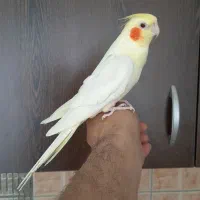 عروس هلندی لوتینو سخنگو دستی بالغ و سه ماهه|پرنده|پرند, فاز ۵|دیوار