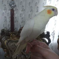 عروس هلندی آماده آموزش