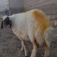 بره سنجابی دوری