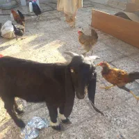 حیوانات مزرعه|حیوانات مزرعه|بندر ماهشهر, |دیوار