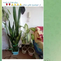 گل‌های طبیعی خونگی|گل و گیاه طبیعی|فولادشهر, فولادشهر|دیوار
