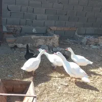 چهار عدد غاز نره ماده ویک عدد اوردک نر