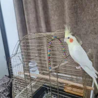 عروس هلندی نر