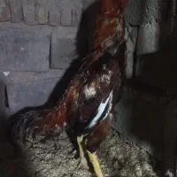 سه عدد لاری اصیل|حیوانات مزرعه|مشگین شهر, |دیوار