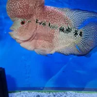 ماهی فلاور گرید AA