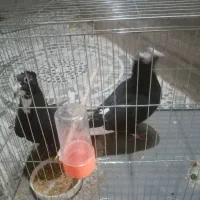 فروش نر مایه پلنگ کلاهی