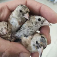 جوجه سهره نر