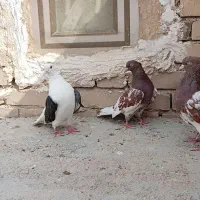 کبوتر