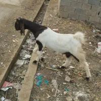 بزغاله ماده پاکستانی لنگه سه قلو