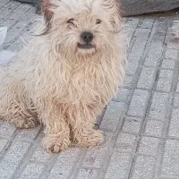 سگ گمشده|حیوانات|کرمانشاه, |دیوار