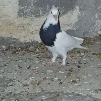 امری . طوقی . پولکی