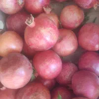 انار اصل عقدا دانه سیاه|خوردنی و آشامیدنی|عقدا, |دیوار