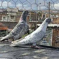 کفتر الماسی