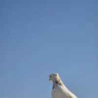 کبوتر|پرنده|مشهد, هفت تیر (حافظ)|دیوار