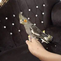 جوجه عروس هلندی|پرنده|کرمان, |دیوار