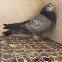 کفتر پرشی اصیل|پرنده|هشتگرد, شهرک گلها|دیوار