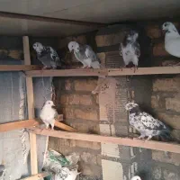 کبوتر پرشی|پرنده|اصفهان, شمس آباد|دیوار