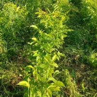 نهال گردو آماده برای پیوند زدن