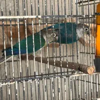 طوطی گرینچیک|پرنده|بندرعباس, |دیوار