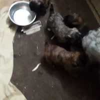 نر یک ساله|سگ|گرگان, |دیوار