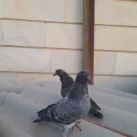 جوجه کبوتر پرشی|پرنده|ری, شهرری|دیوار