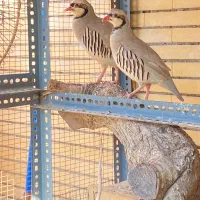 بلدرچین محلی