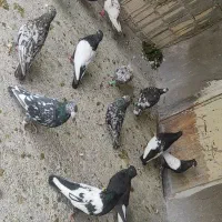 کبوتر رنگی و دورگ|پرنده|شوش, |دیوار