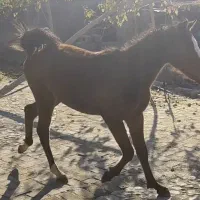 فروش مادیان  شش ساله و کوره مادیان|اسب و تجهیزات اسب‌سواری|سنندج, |دیوار