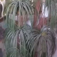 درختچه نخل مصنوعی متاسب خانه و مغازه