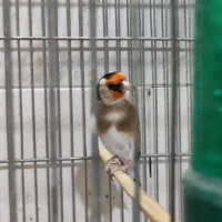 سهره جفتی هم قناری هم سهره