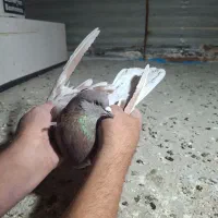 کبوتر شهرستانی