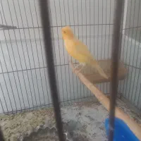 قناری نر|پرنده|سراب, |دیوار