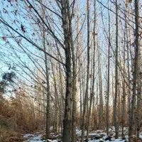 مرکز تولید نهال و درختان ۸تا ۱۲متر ارتفاع در ایران