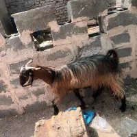 بز گوشتی|حیوانات مزرعه|ایرانشهر, |دیوار
