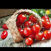 آب گوجه گیری