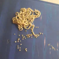 سلام مقداری مروارید ازمادربزرگ رسیده چهل سال پیش|جواهرات|باغستان, |دیوار