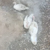 جوجه بوقلمون ۶ماهه