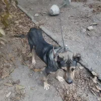 سگ سرابی در خون اصل نگهبان مطمعن|سگ|مشکیندشت, |دیوار