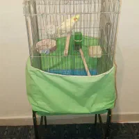 عروس هلندی ۵ماهه|پرنده|نسیمشهر, |دیوار