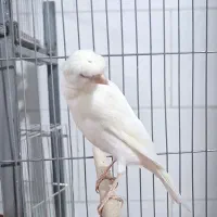 قناری سفید کاکلی. نر دهن زن