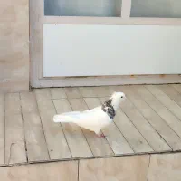 کفتر طوقی هفت رنگ نر پاک|پرنده|نجف‌آباد, یزدانشهر|دیوار