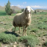 قوچ دامازلخ|حیوانات مزرعه|سراب, |دیوار