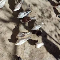 همه نوع کبوتر|پرنده|یاسوج, |دیوار