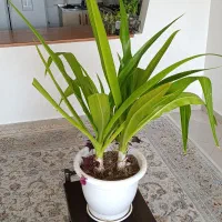 دو عدد گل سوسن عنکبوتی در یک گلدان|گل و گیاه طبیعی|تهران, آسمان|دیوار