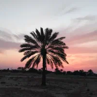خرما